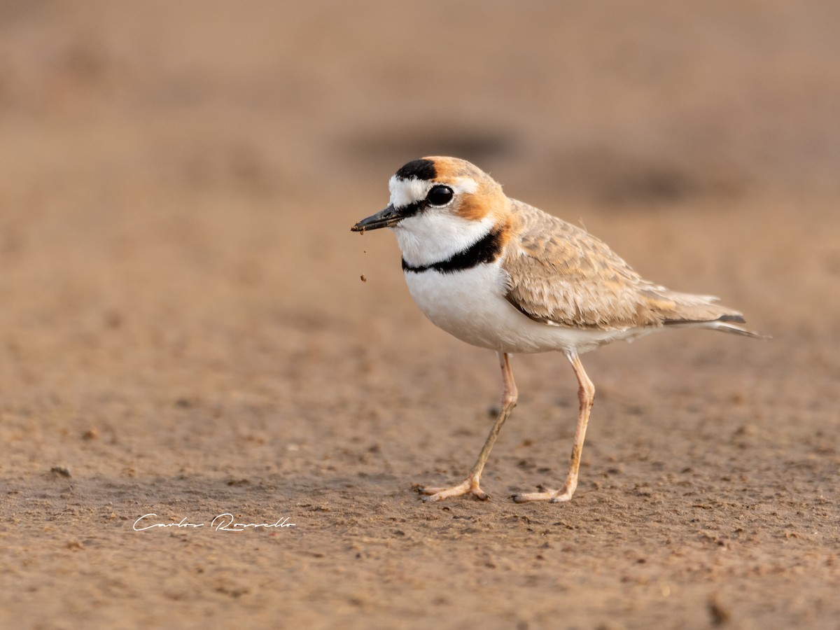 Collared Plover - ML367409151