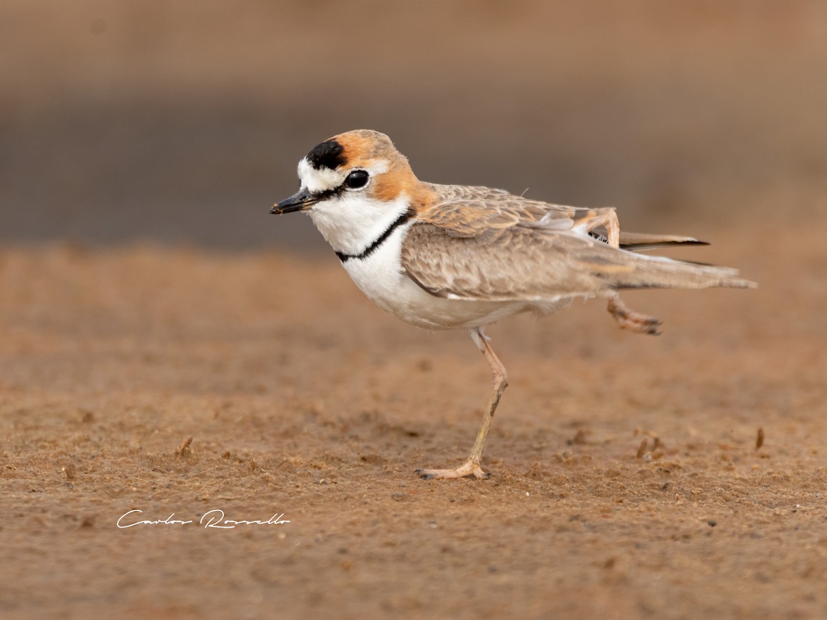 Collared Plover - ML367409161