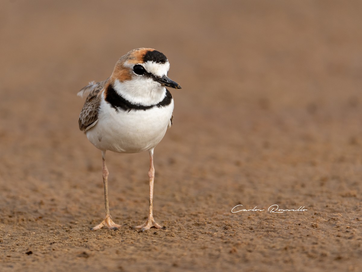 Collared Plover - ML367409191