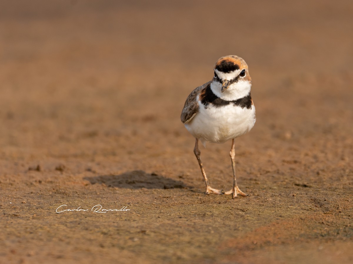 Collared Plover - ML367409201
