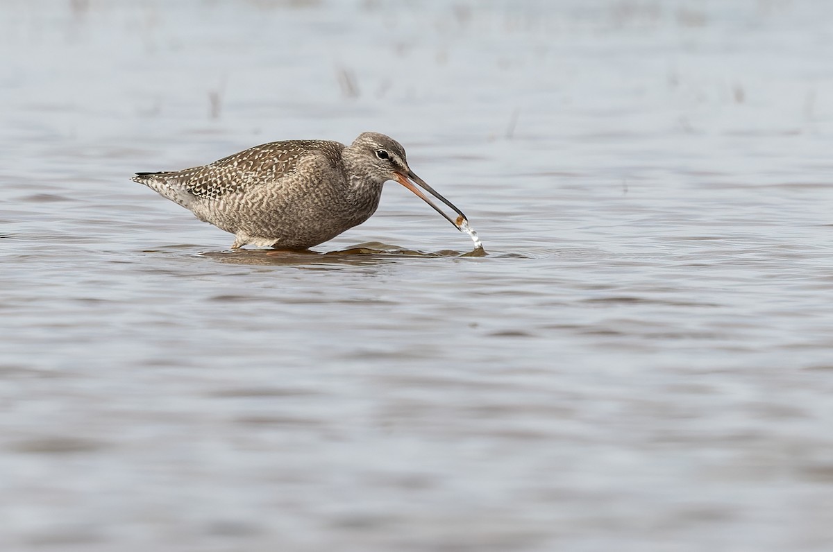Spotted Redshank - Lars Petersson | My World of Bird Photography