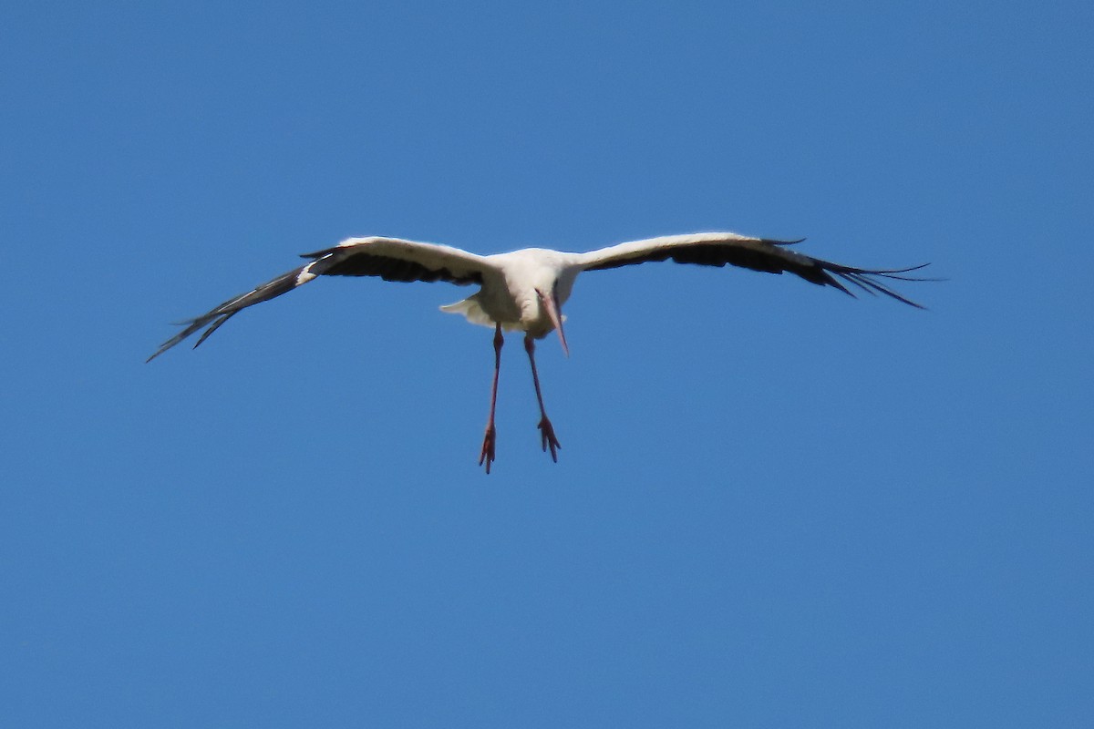 White Stork - ML367413381