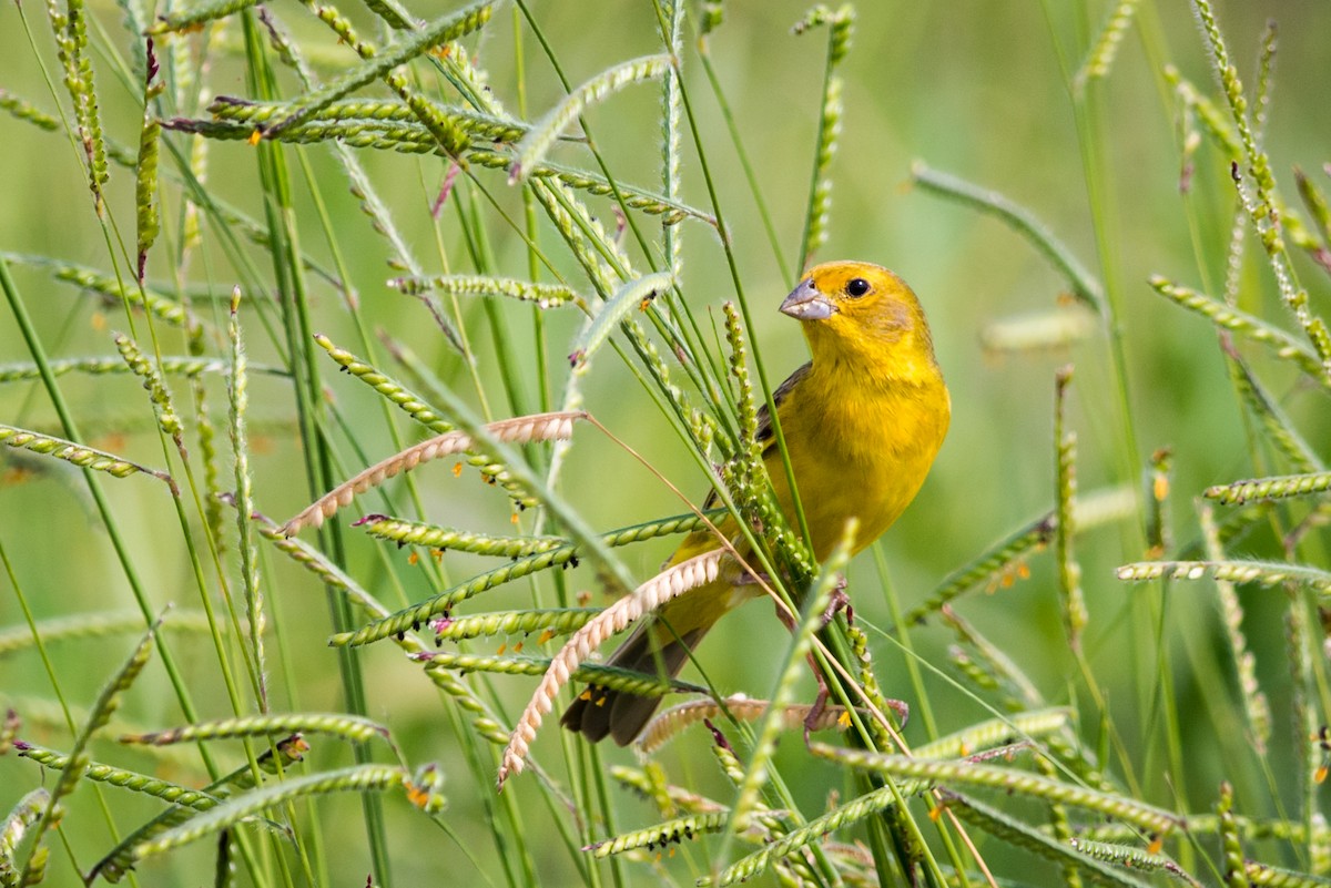 Grassland Yellow-Finch - ML367416541