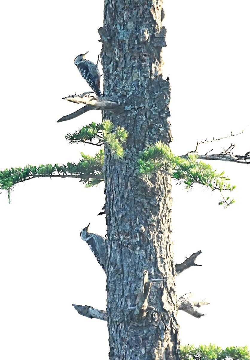 Brown-capped Pygmy Woodpecker - Anshlesh Saxena