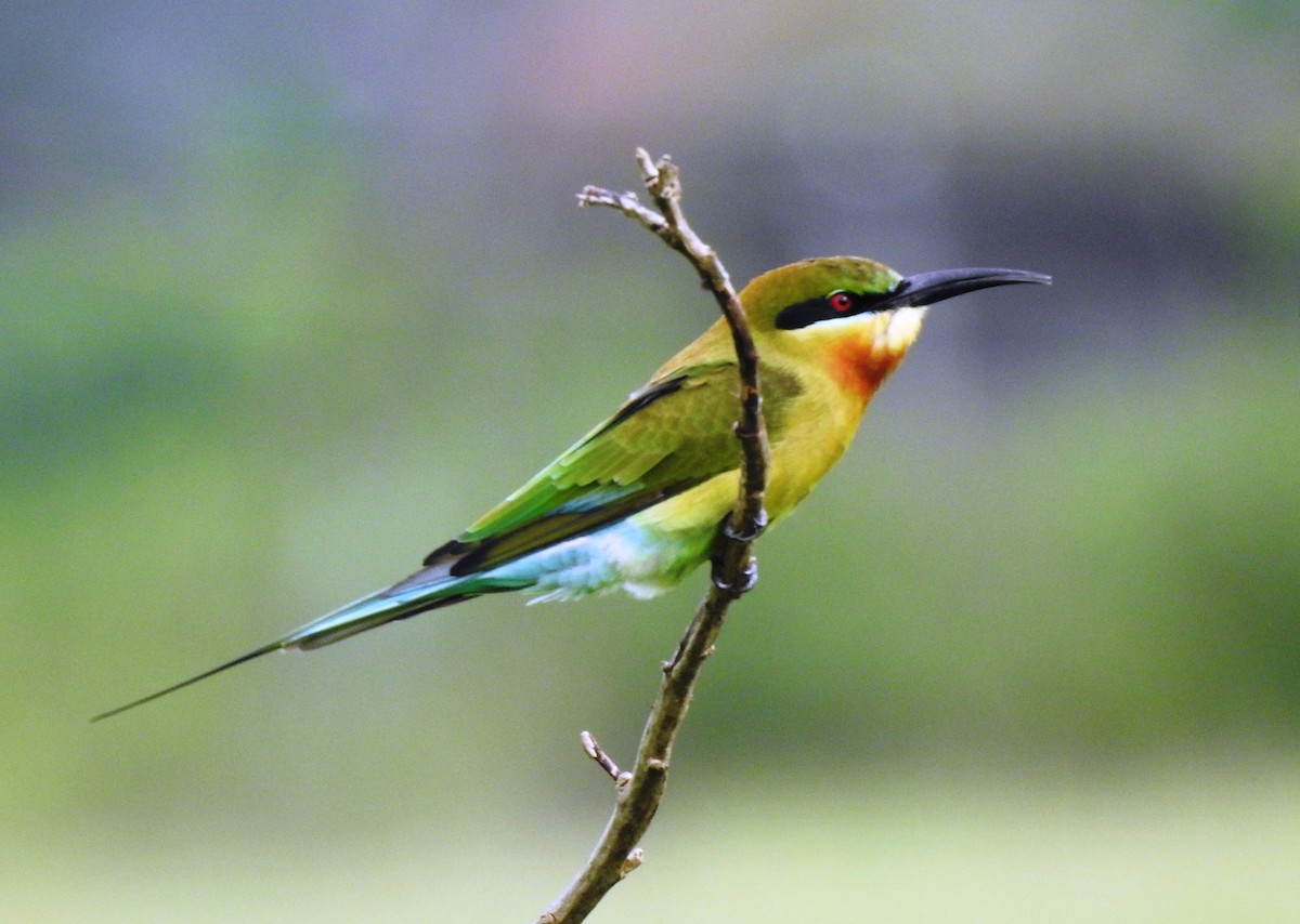 Blue-tailed Bee-eater - Sachin  Main
