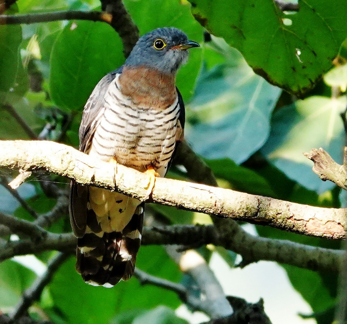 Red-chested Cuckoo - ML367427011