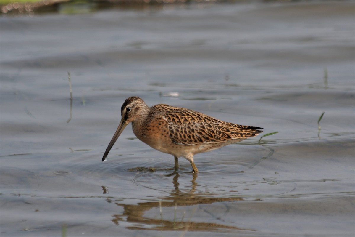 Short-billed Dowitcher - Jacob Carson