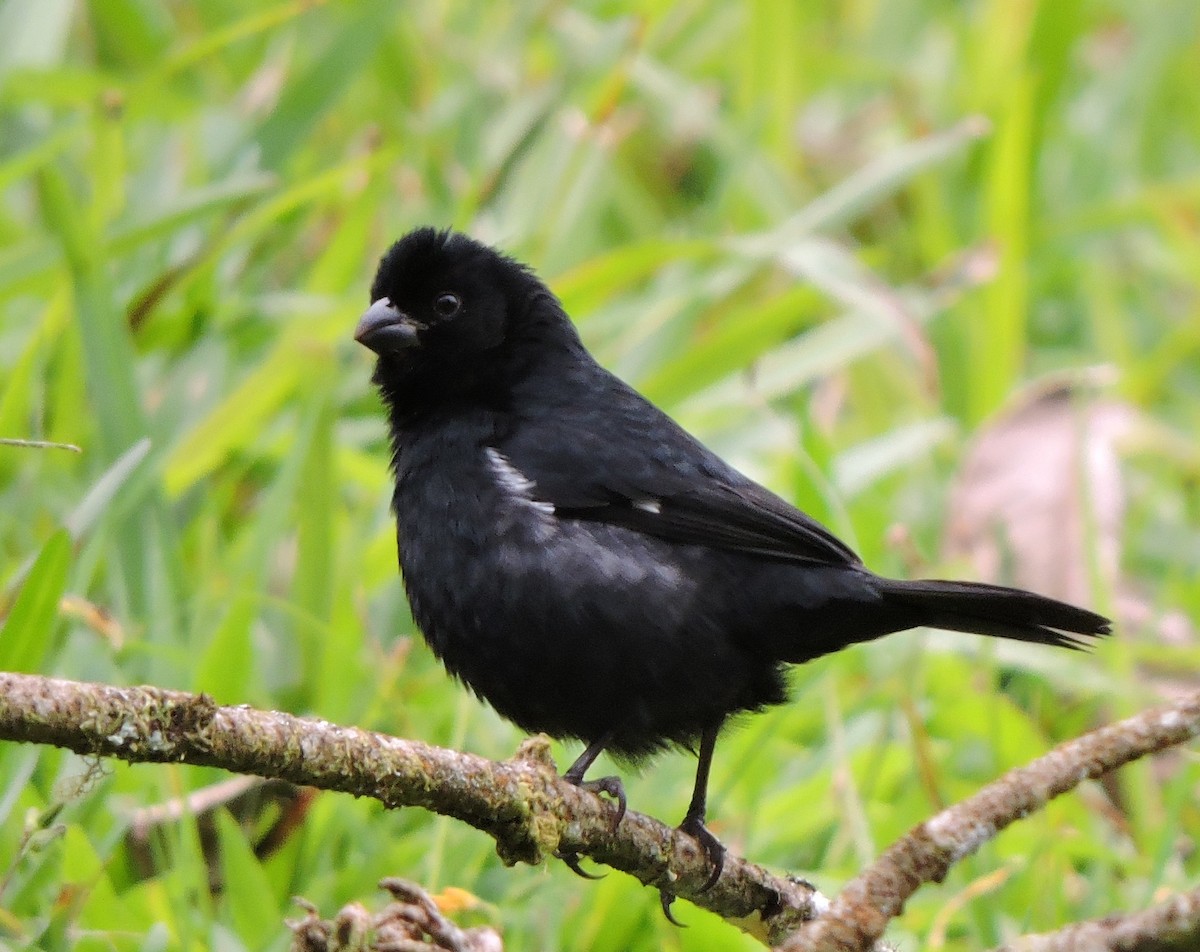 Variable Seedeater - Cole Gaerber