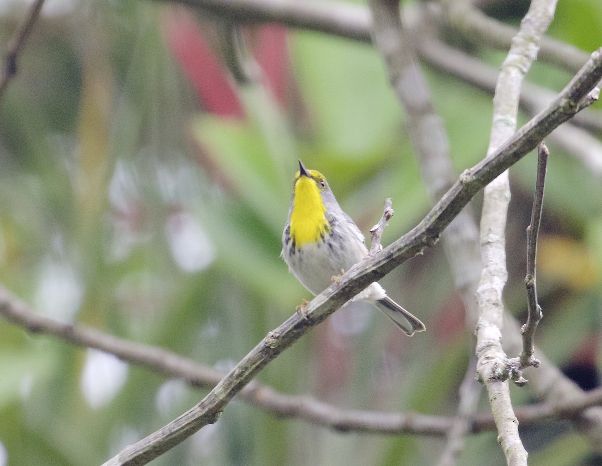 Olive-capped Warbler - Gil Ewing