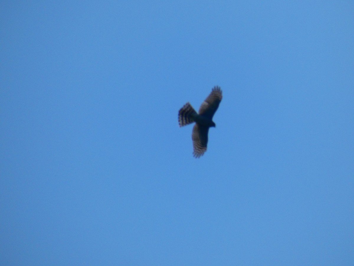 Eurasian Sparrowhawk - Seán Holland