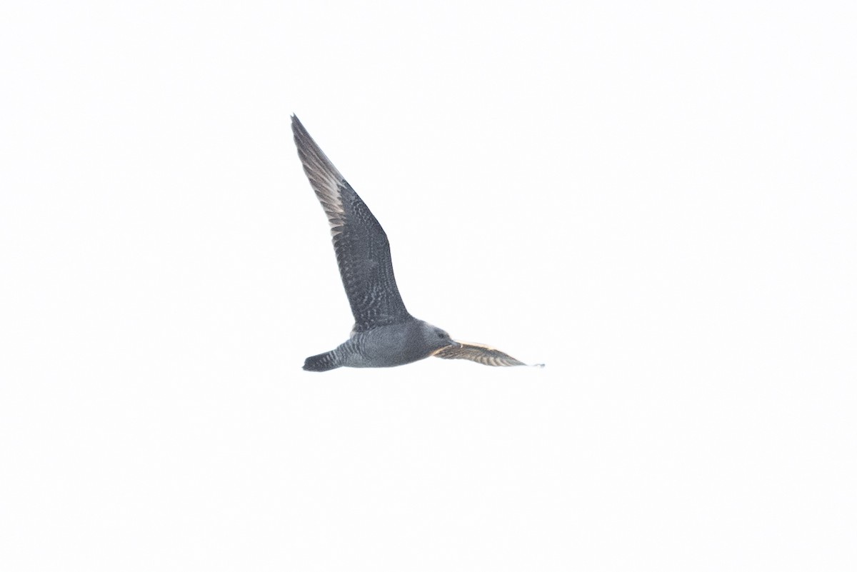 Long-tailed Jaeger - ML367441921