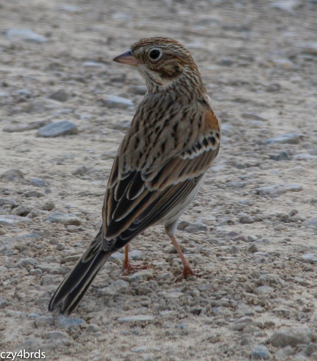 Vesper Sparrow - Charity Hagen