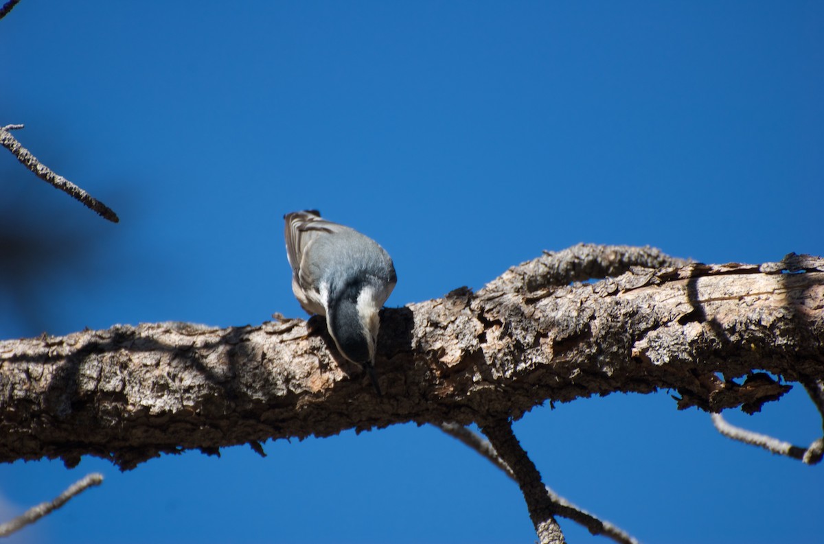 White-breasted Nuthatch (Interior West) - ML367450181