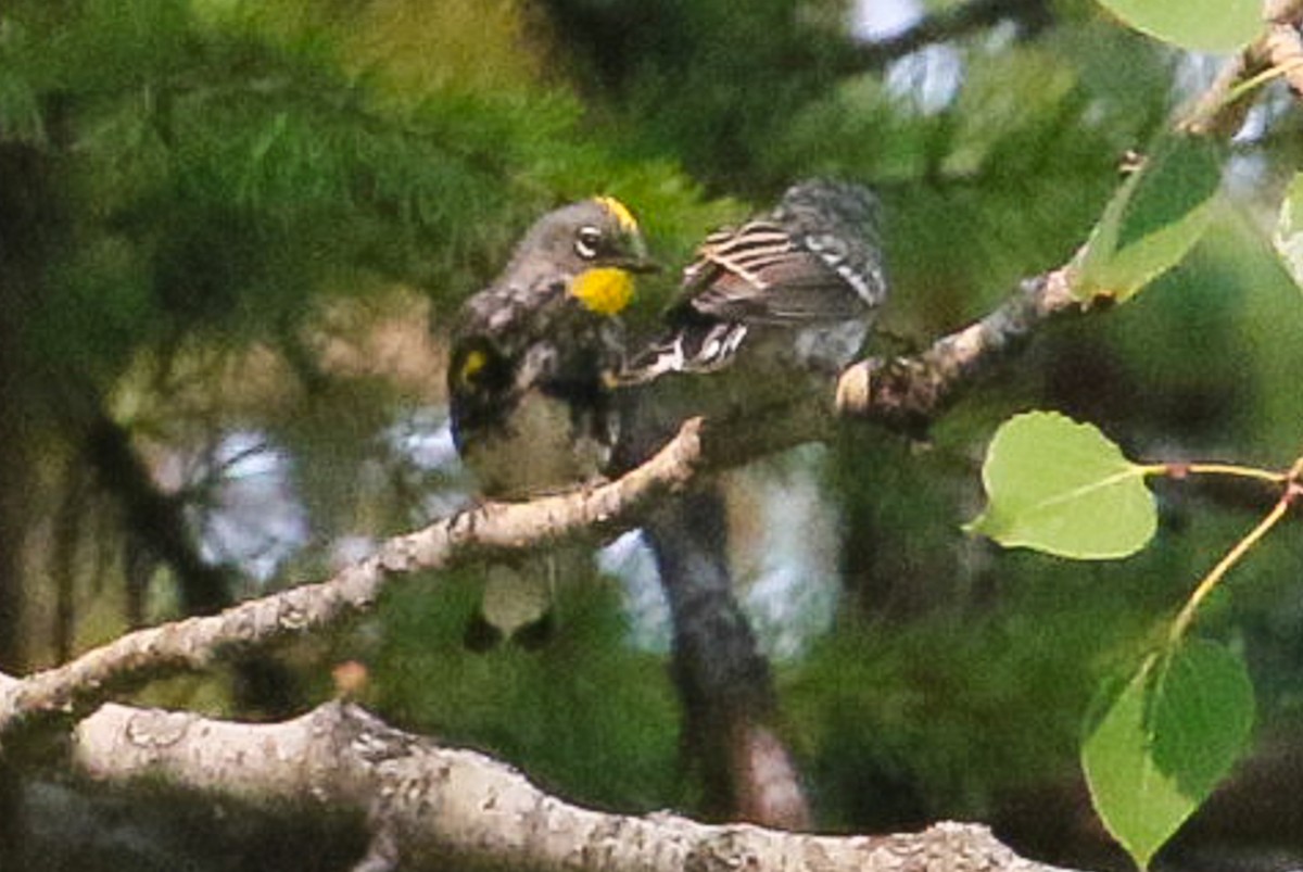 Yellow-rumped Warbler (Audubon's) - ML367450671