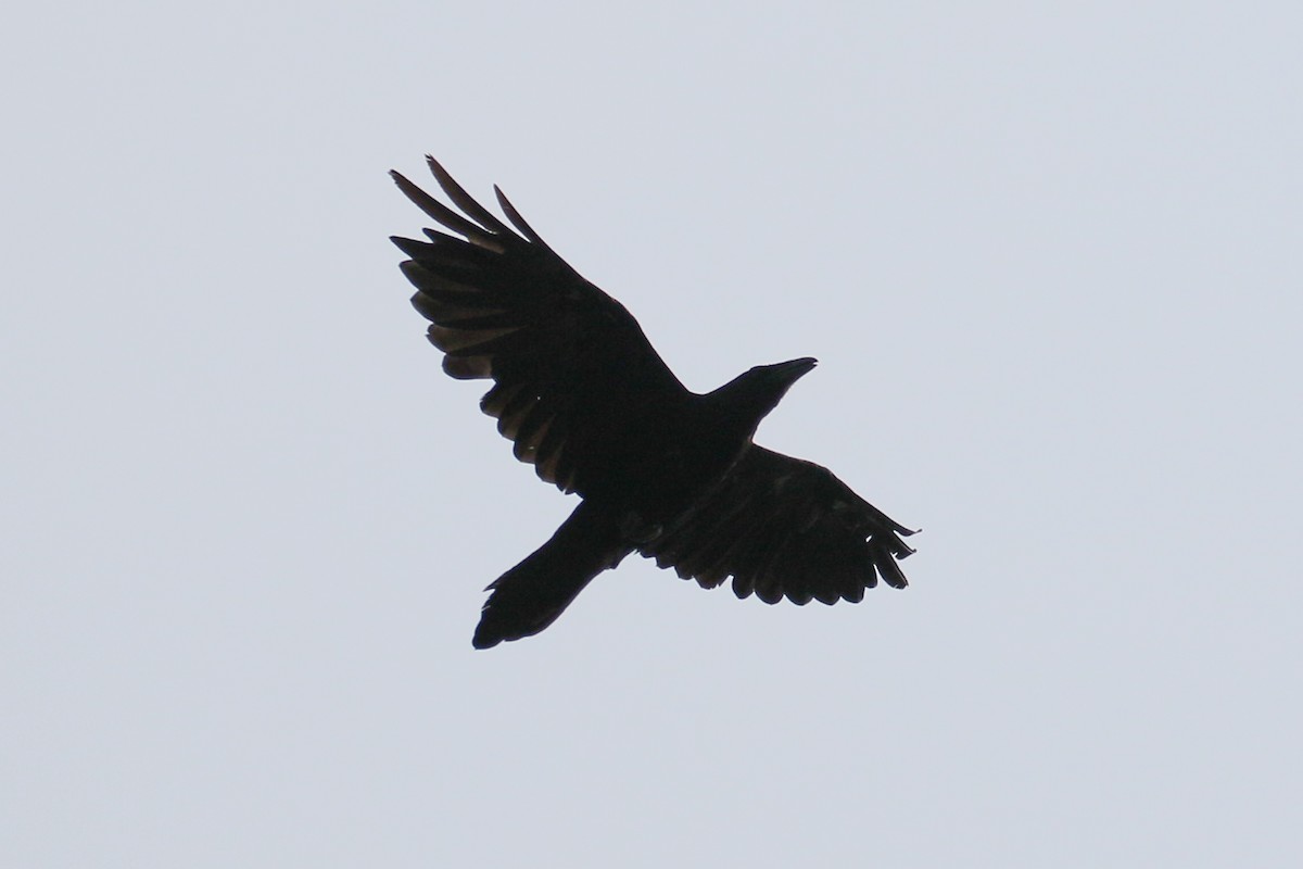 Common Raven - ML367450801