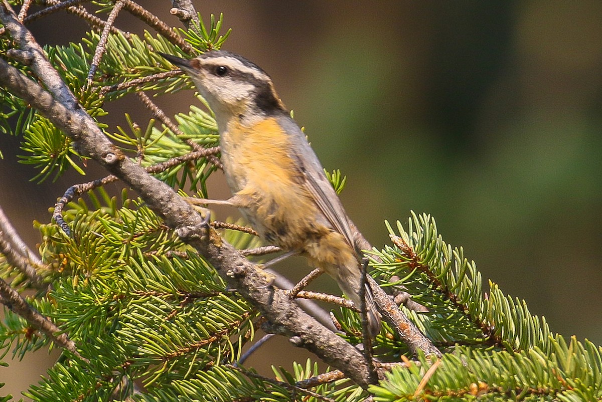 Red-breasted Nuthatch - ML367450901