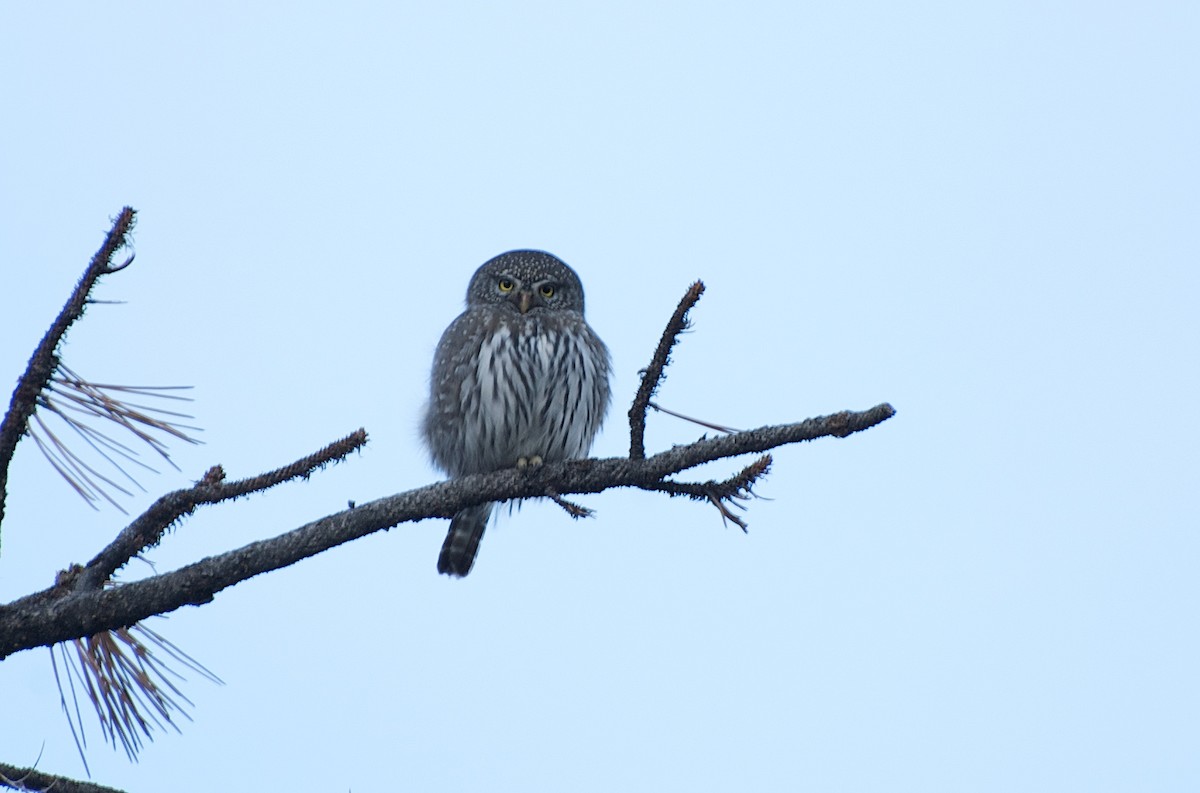 Northern Pygmy-Owl - ML367451631