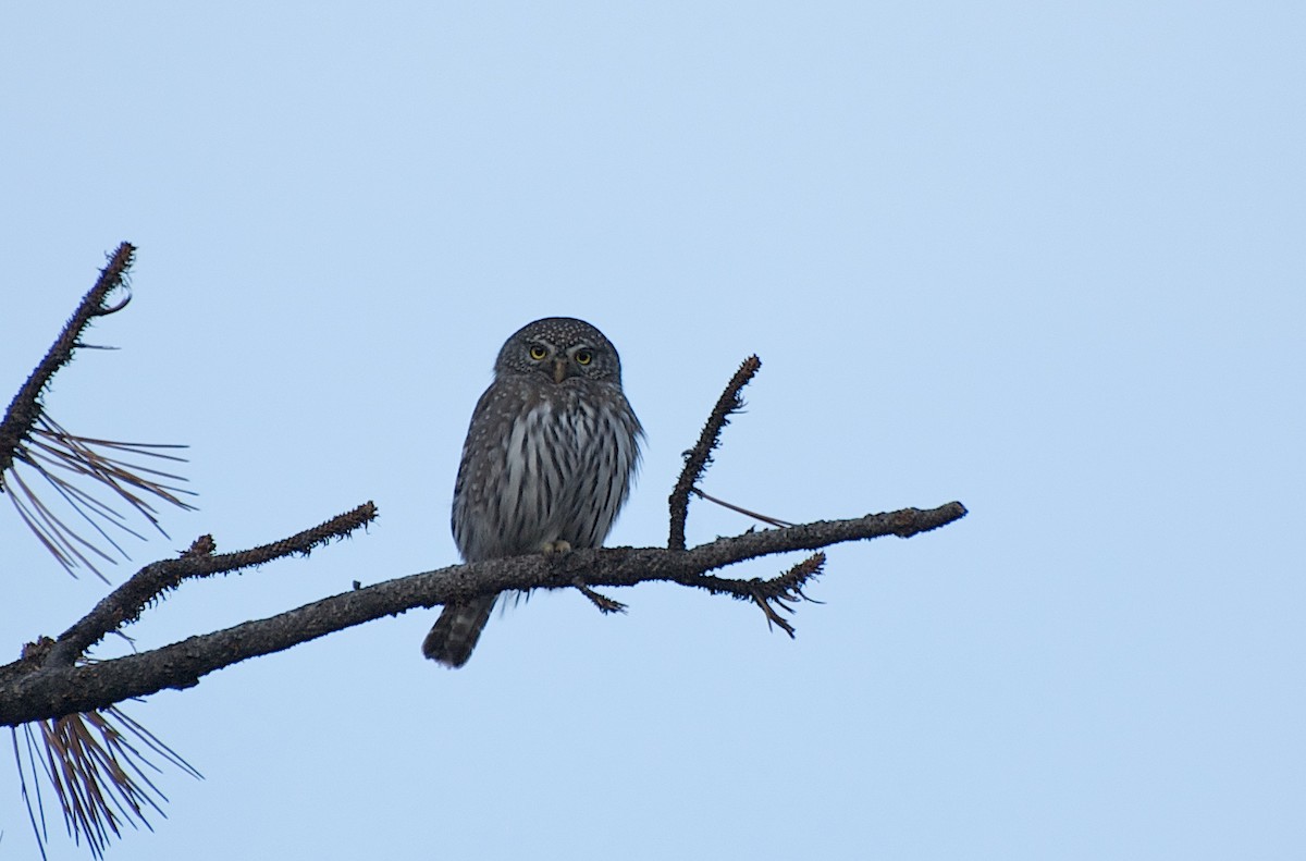 Northern Pygmy-Owl - ML367451841
