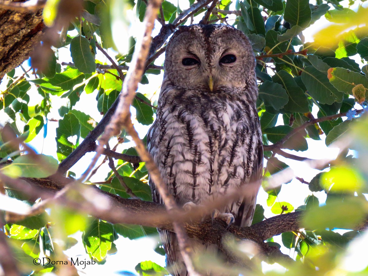Tawny Owl - ML36746561