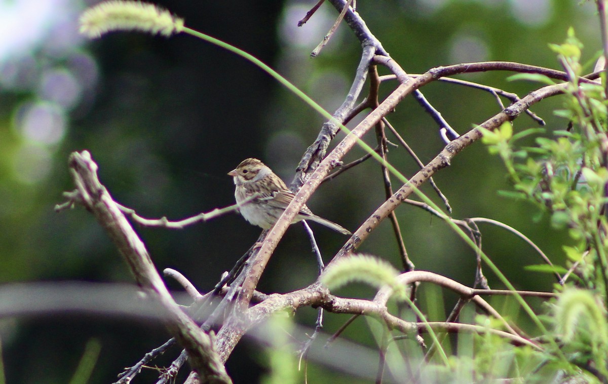 Clay-colored Sparrow - ML367465711