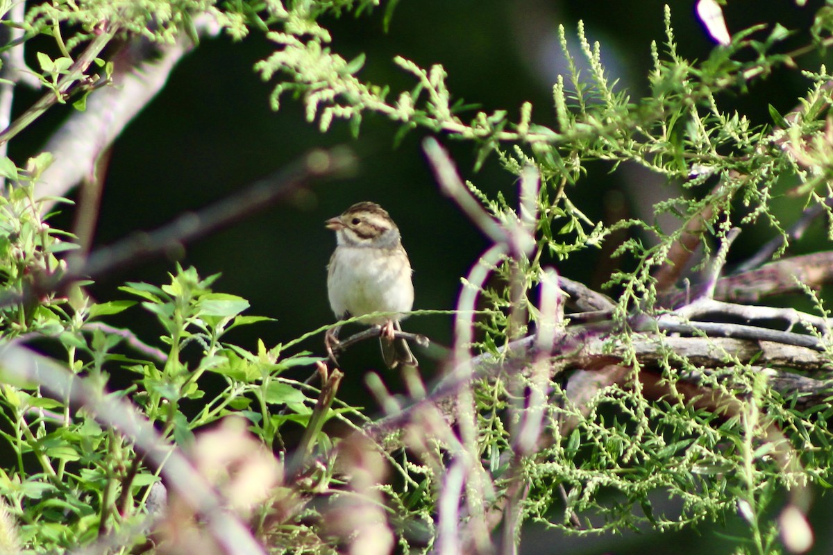Clay-colored Sparrow - ML367465721