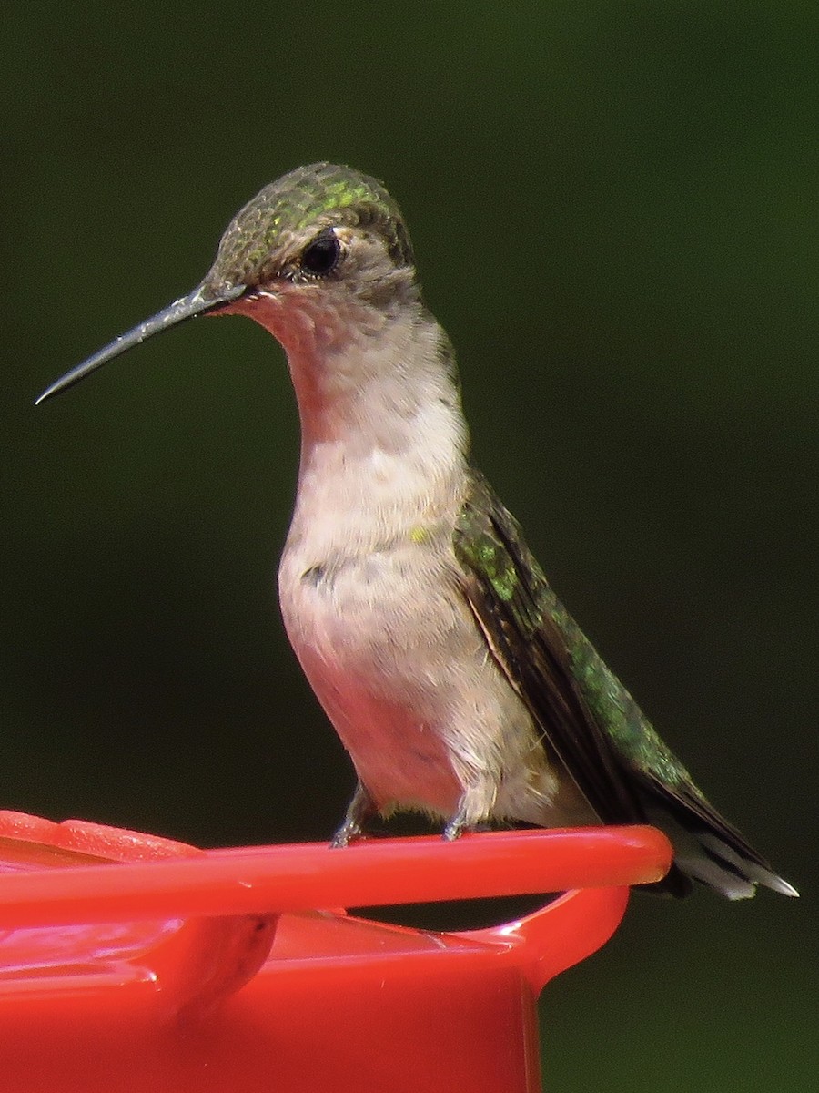 Ruby-throated Hummingbird - Eric Wier