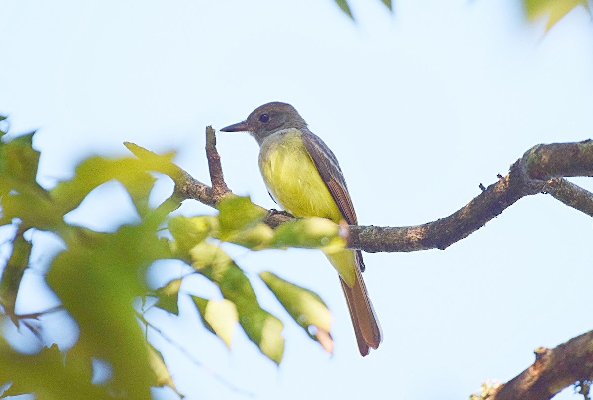 Great Crested Flycatcher - ML367468001