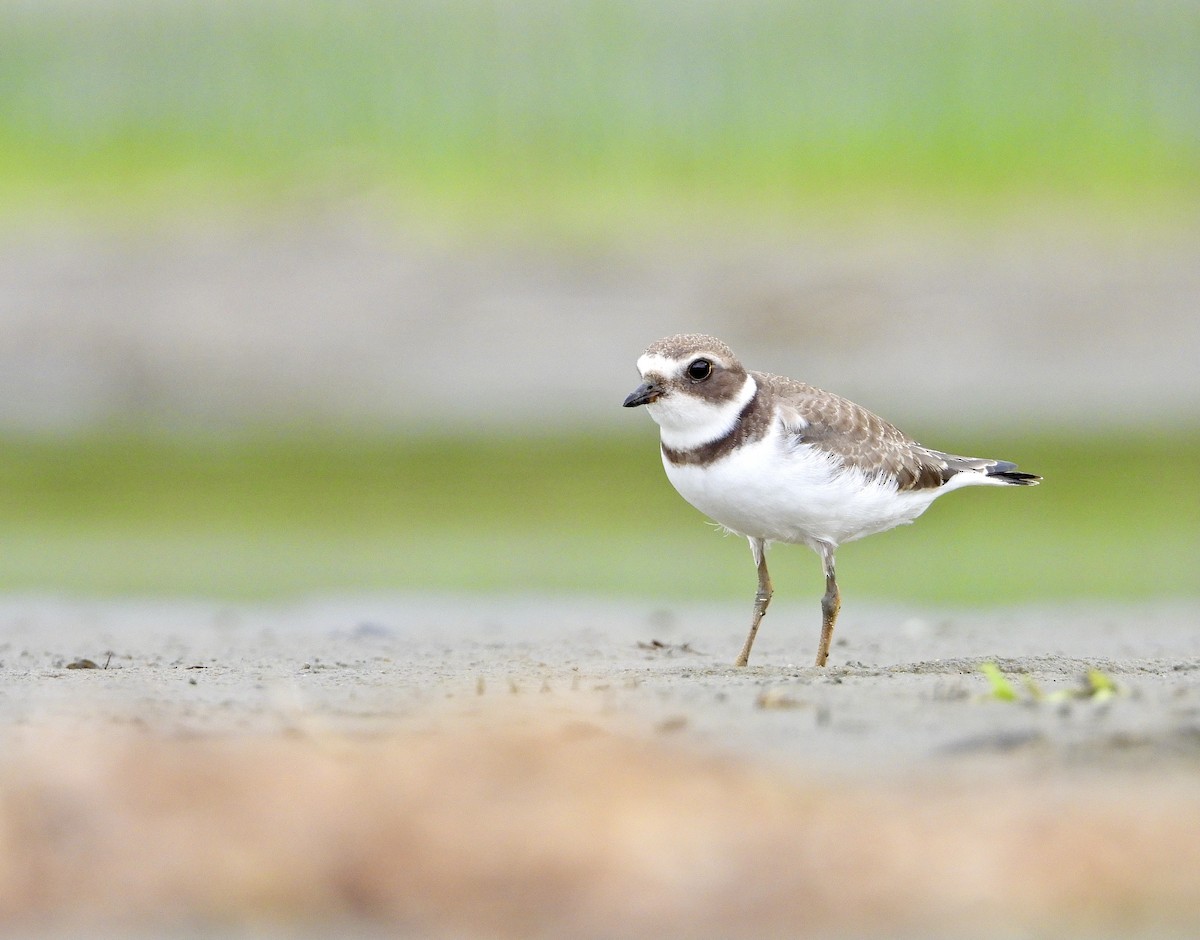Semipalmated Plover - Angela H