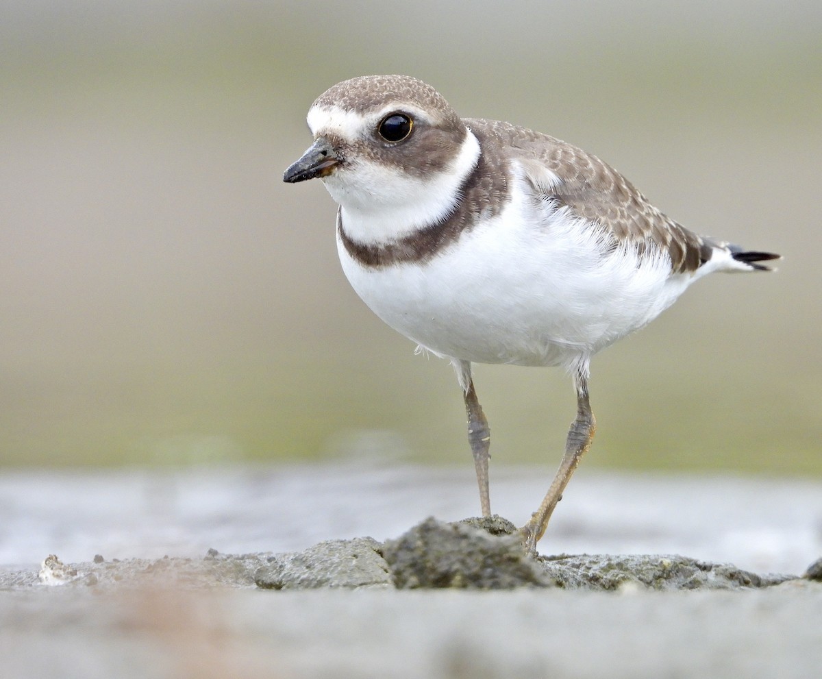 Semipalmated Plover - Angela H