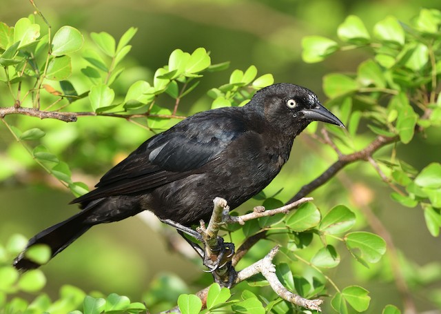 Greater Antillean Grackle