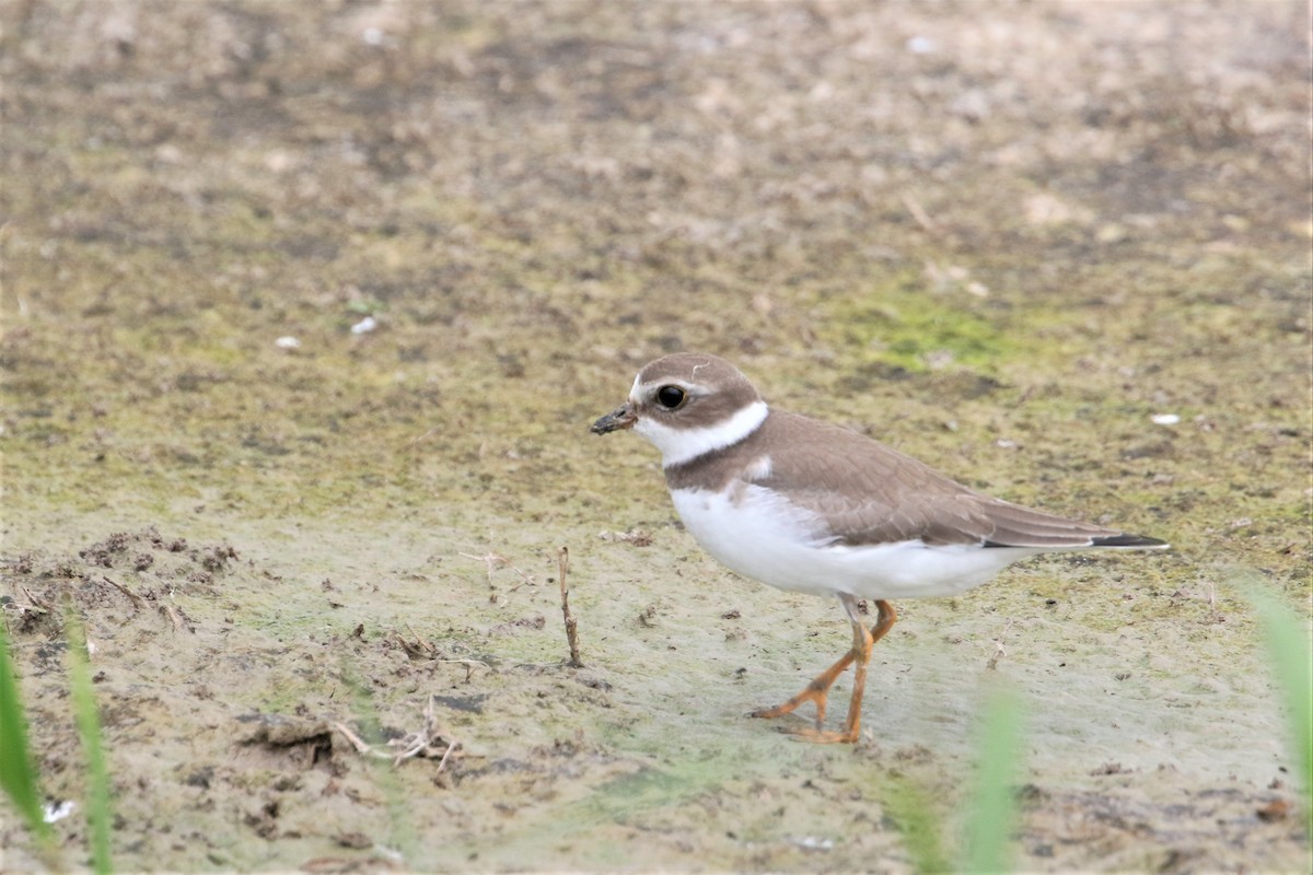 Semipalmated Plover - ML367479411