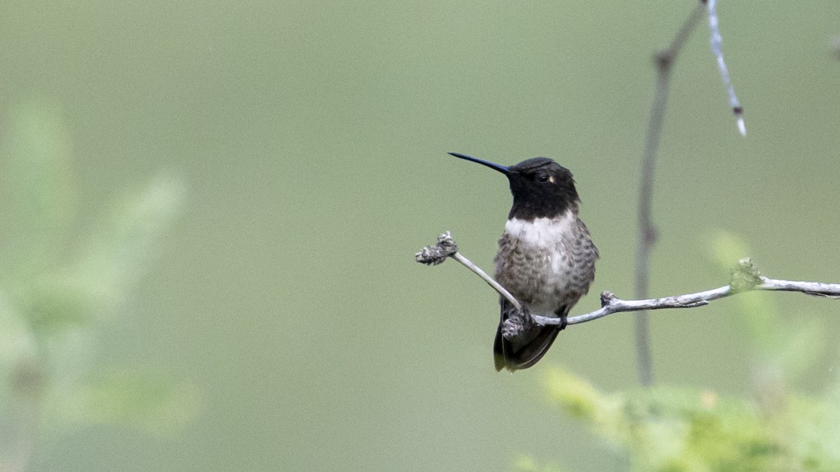 Black-chinned Hummingbird - ML367479621