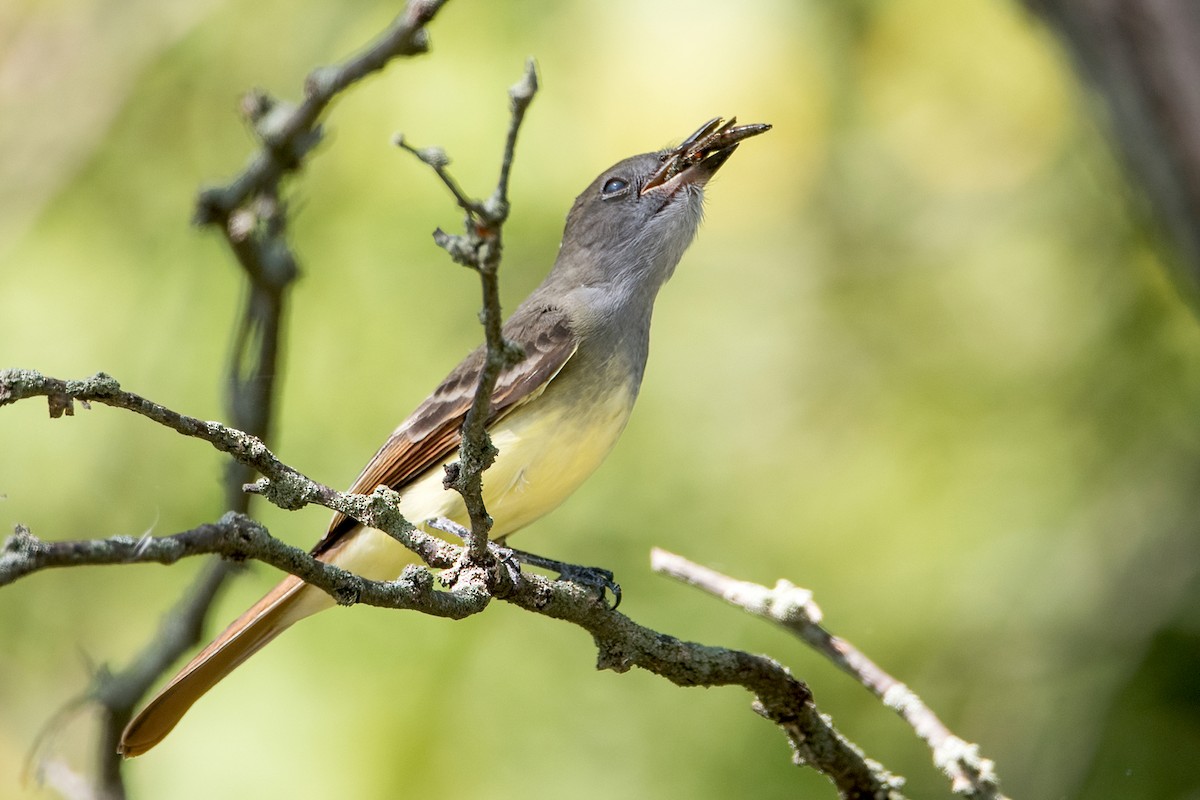 Great Crested Flycatcher - Sue Barth