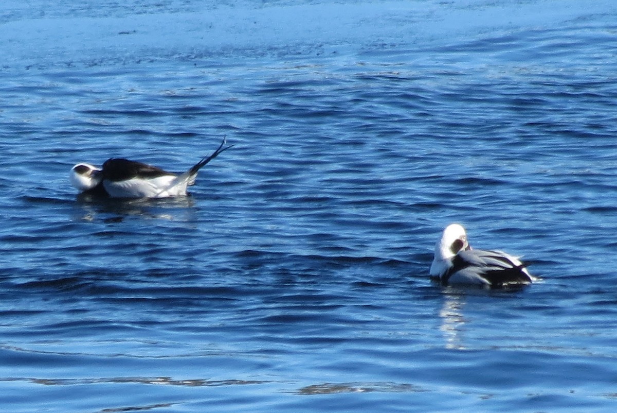 Long-tailed Duck - ML36748271