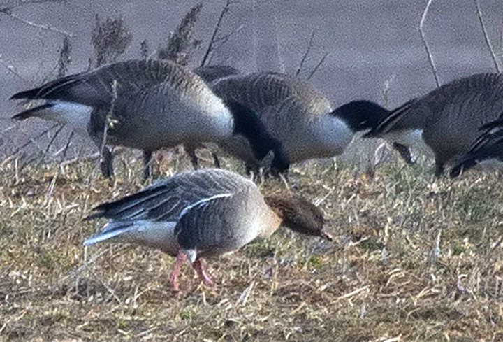 Pink-footed Goose - ML367488691