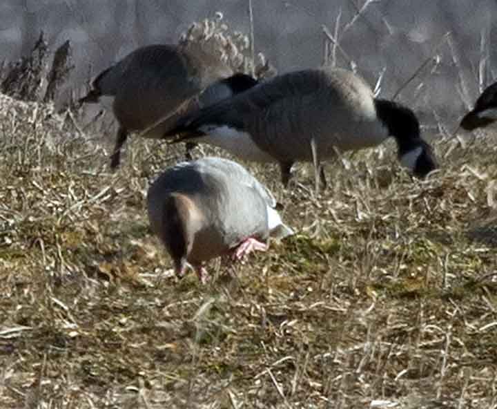 Pink-footed Goose - ML367488801