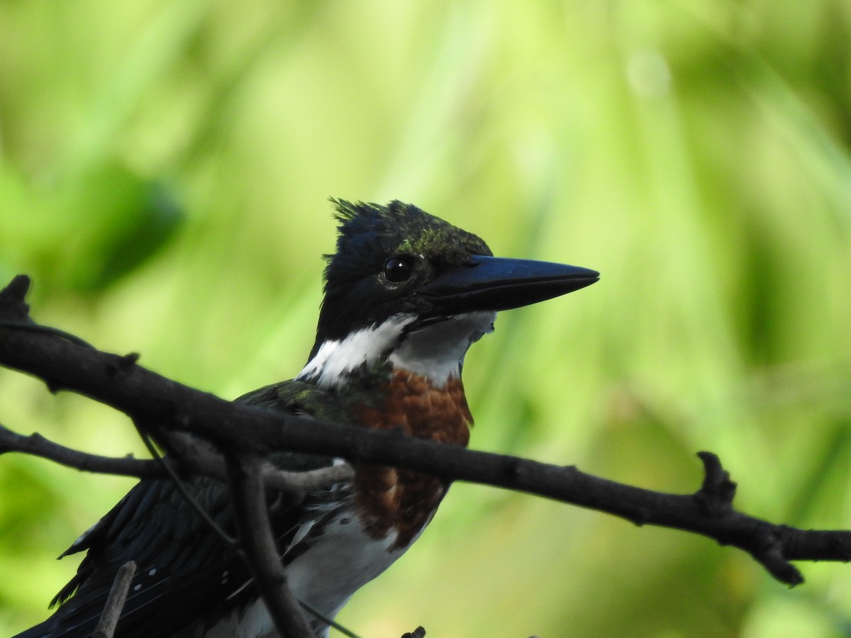 Amazon Kingfisher - La Gabio