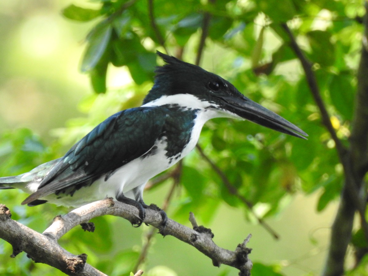 Amazon Kingfisher - La Gabio