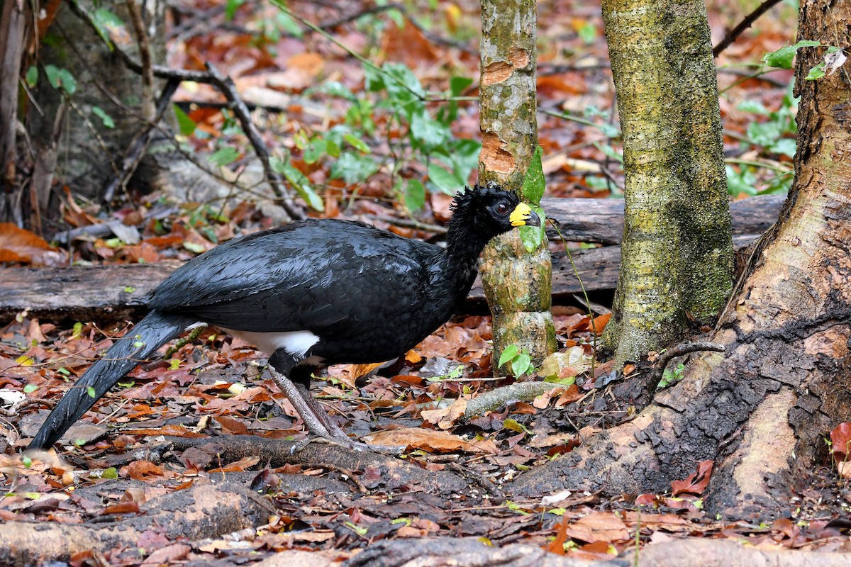 Bare-faced Curassow - ML36749931