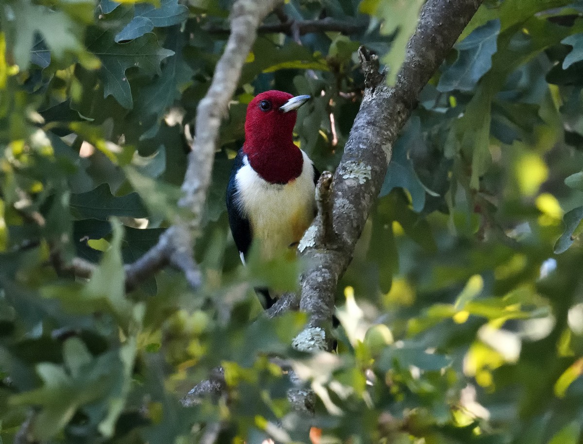 Red-headed Woodpecker - ML367502911