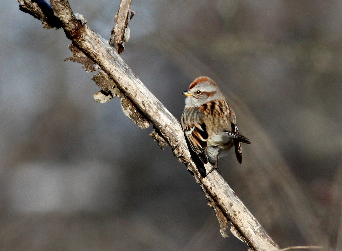 American Tree Sparrow - Jay McGowan