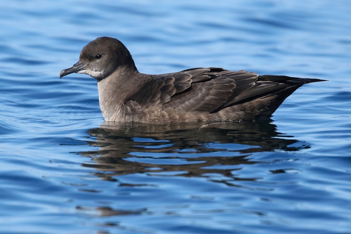 Short-tailed Shearwater - Liam Singh