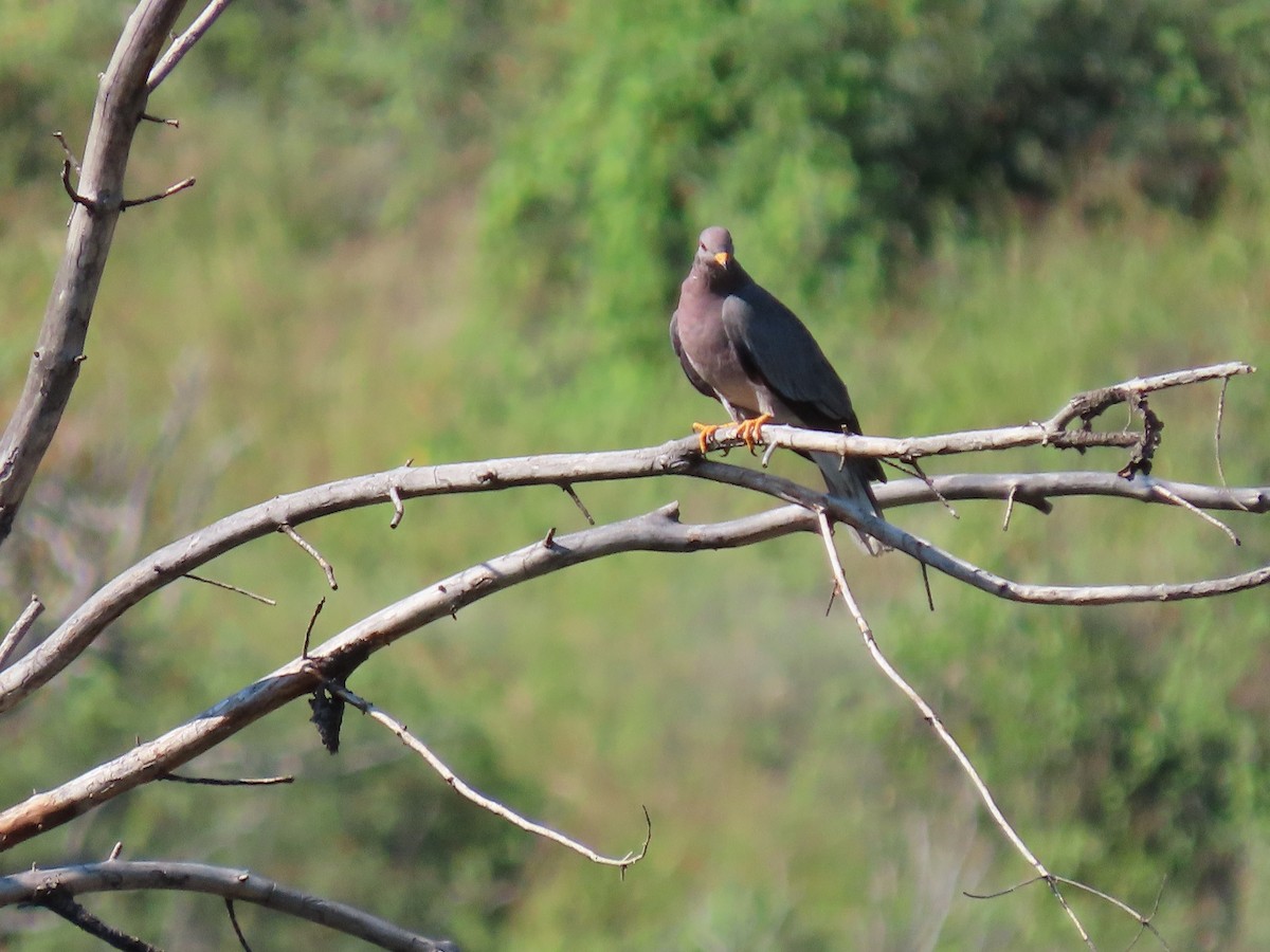 Band-tailed Pigeon - ML367513831