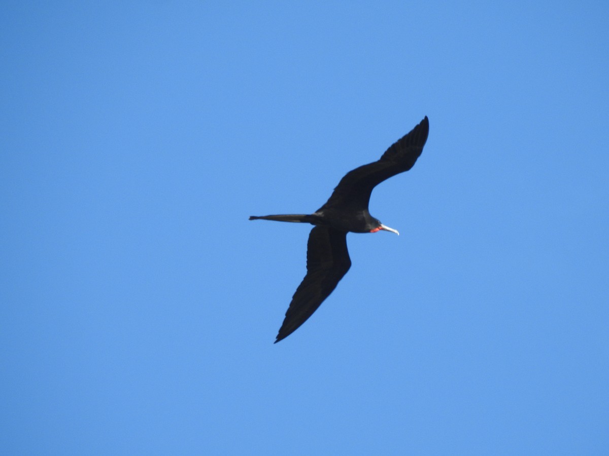 Magnificent Frigatebird - La Gabio