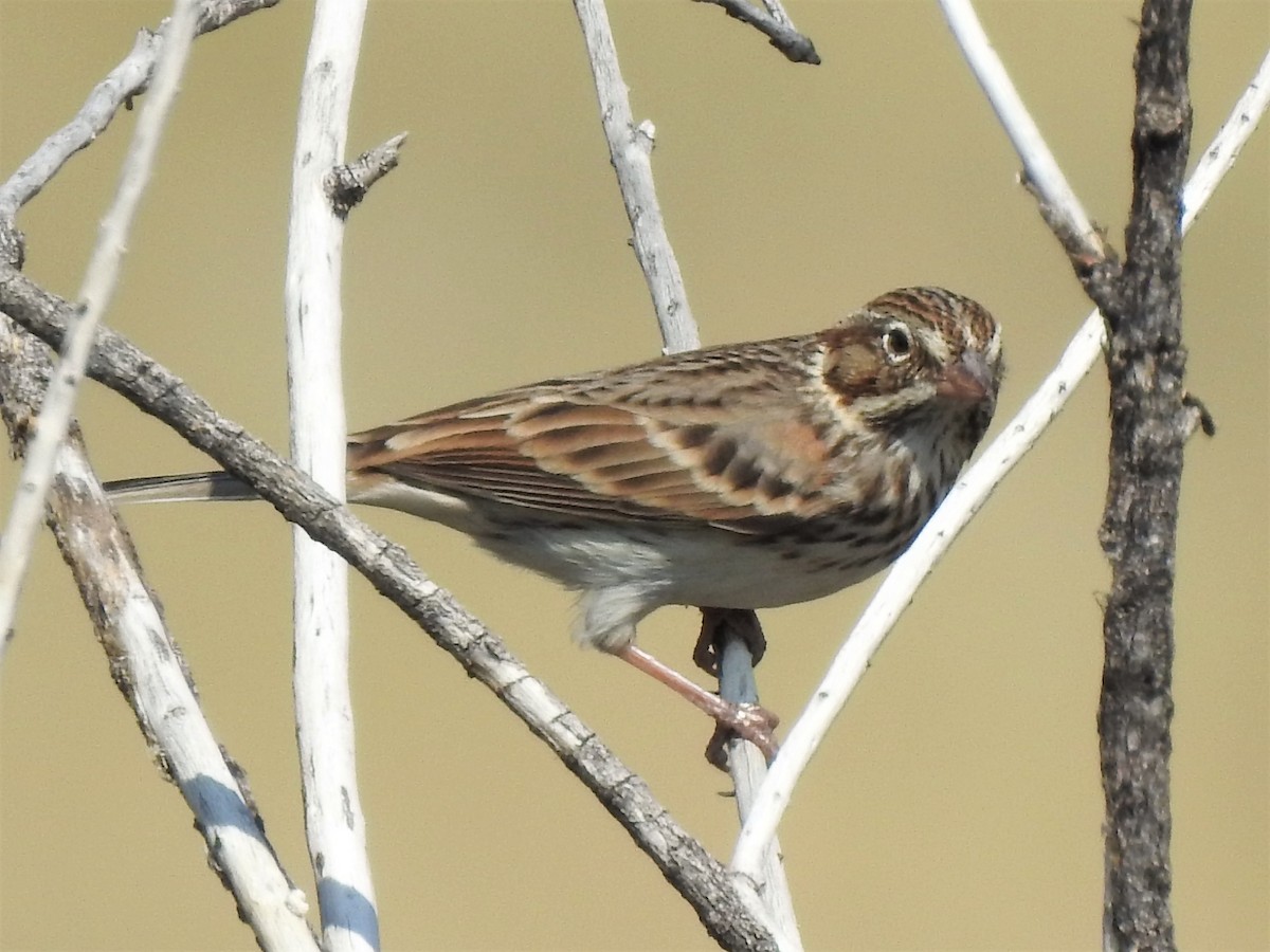 Vesper Sparrow - T B