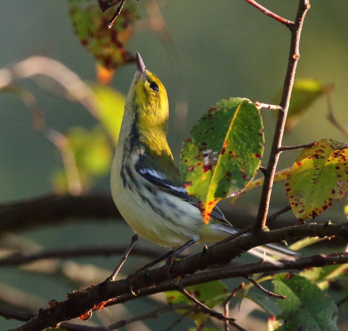 Black-throated Green Warbler - John Manger