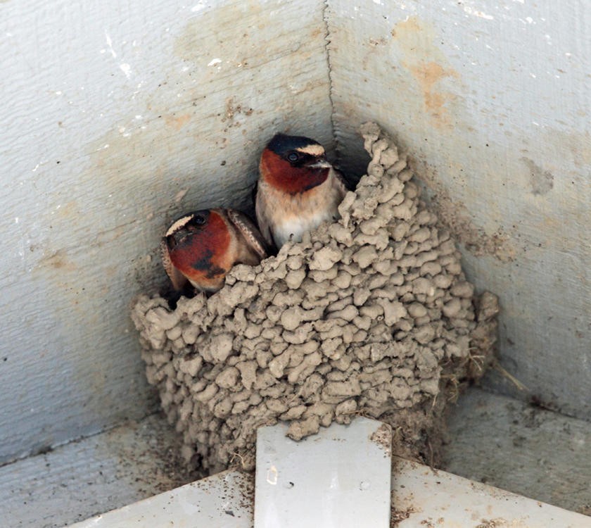 Cliff Swallow - Tom Murray