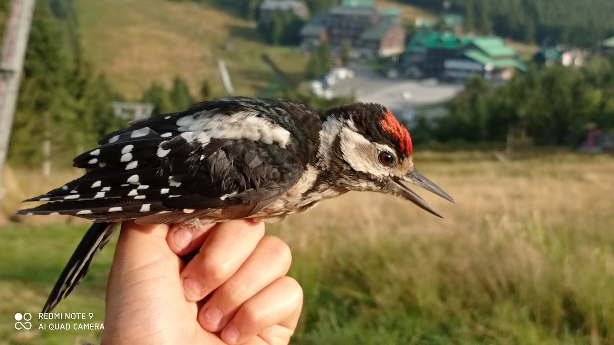 Great Spotted Woodpecker - Hynek Koziol