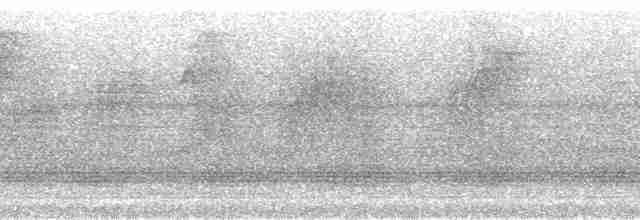 gulgumpedderkoppjeger - ML36754