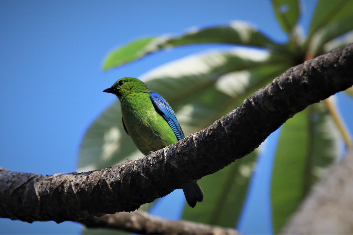 Dotted Tanager - ML367541271